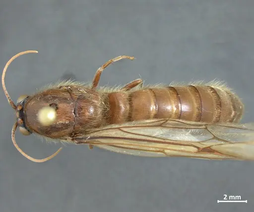 Neivamyrmex jerrmanni specimen DZUP549830 image dzup549830_1