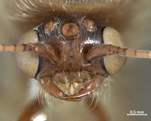 Neivamyrmex jerrmanni specimen DZUP549830 image dzup549830_2