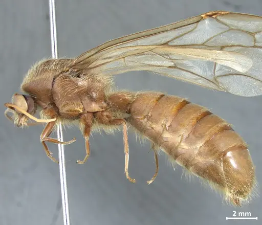 Neivamyrmex jerrmanni specimen DZUP549830 image dzup549830_3