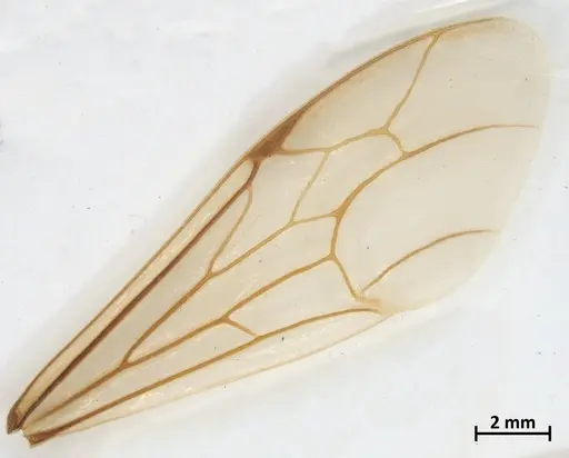 Neivamyrmex jerrmanni specimen DZUP549830 image dzup549830_4