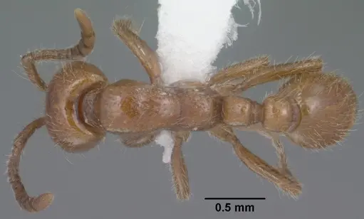 Neivamyrmex kiowapache specimen CASENT0102762 image casent0102762_1