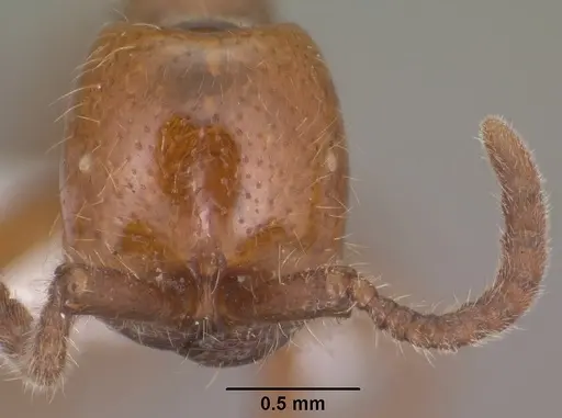Neivamyrmex kiowapache specimen CASENT0102762 image casent0102762_2
