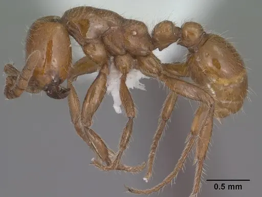Neivamyrmex kiowapache specimen CASENT0102762 image casent0102762_3