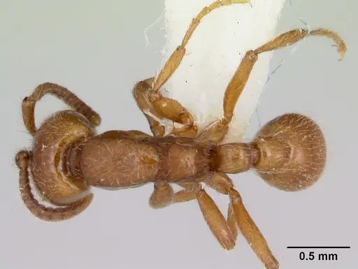 Neivamyrmex kiowapache specimen CASENT0103462 image casent0103462_1