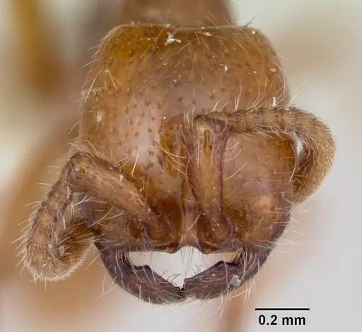 Neivamyrmex kiowapache specimen CASENT0103462 image casent0103462_2