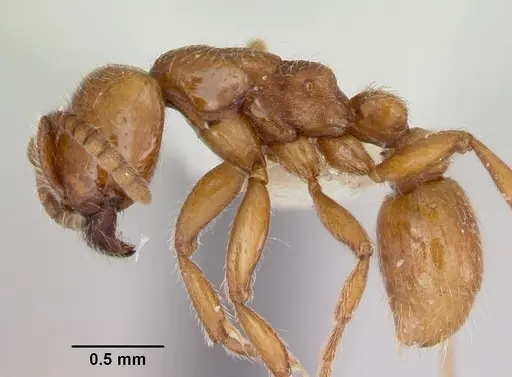 Neivamyrmex kiowapache specimen CASENT0103462 image casent0103462_3