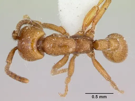 Neivamyrmex kiowapache specimen CASENT0103463 image casent0103463_1