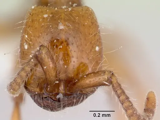 Neivamyrmex kiowapache specimen CASENT0103463 image casent0103463_2