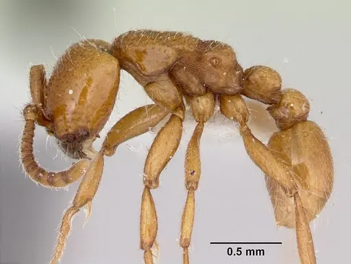 Neivamyrmex kiowapache specimen CASENT0103463 image casent0103463_3