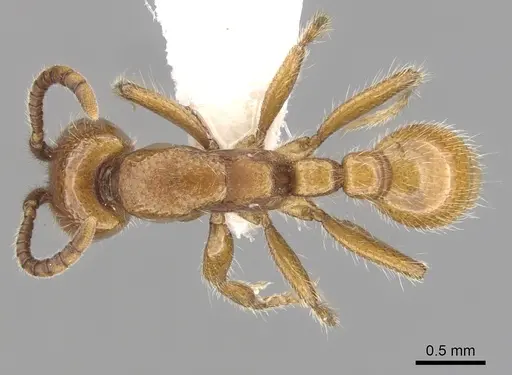 Neivamyrmex kiowapache specimen CASENT0249476 image casent0249476_1