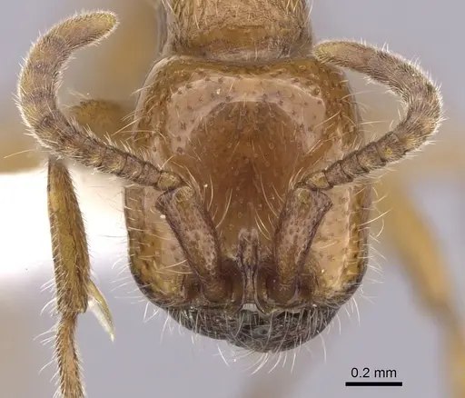 Neivamyrmex kiowapache specimen CASENT0249476 image casent0249476_2
