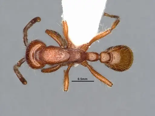 Neivamyrmex kiowapache specimen CASENT4031332 image casent4031332_1