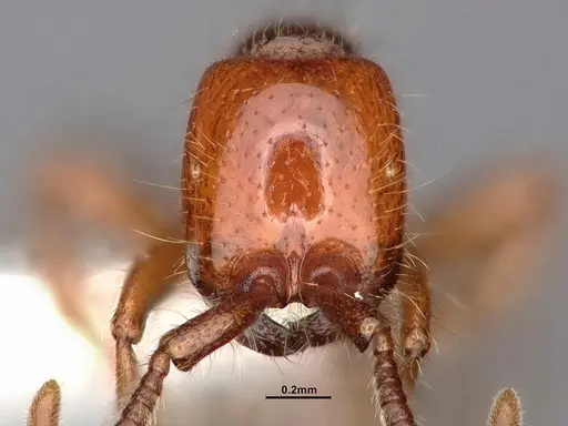 Neivamyrmex kiowapache specimen CASENT4031332 image casent4031332_2