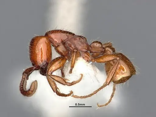 Neivamyrmex kiowapache specimen CASENT4031332 image casent4031332_3