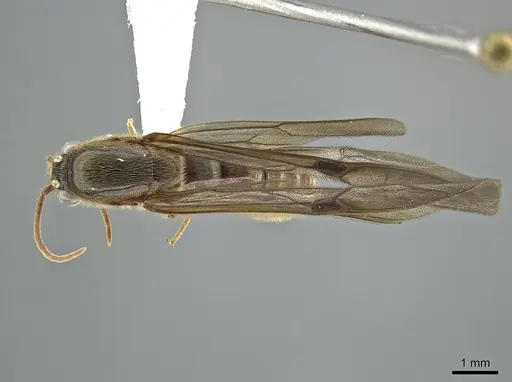 Neivamyrmex klugii specimen CASENT0650526 image casent0650526_1