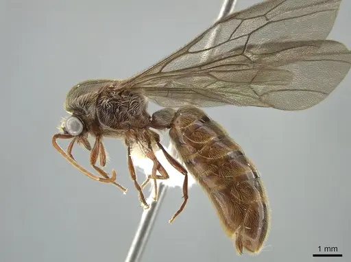 Neivamyrmex klugii specimen CASENT0650526 image casent0650526_3