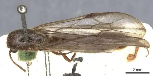 Neivamyrmex klugii specimen CASENT0903745 image casent0903745_1