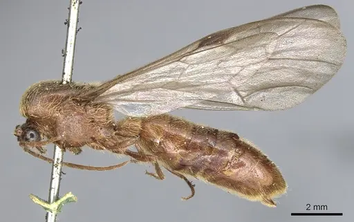 Neivamyrmex klugii specimen CASENT0903745 image casent0903745_3