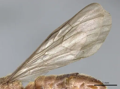 Neivamyrmex klugii specimen CASENT0903745 image casent0903745_4