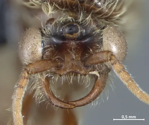 Neivamyrmex klugii specimen DZUP549829 image dzup549829_2
