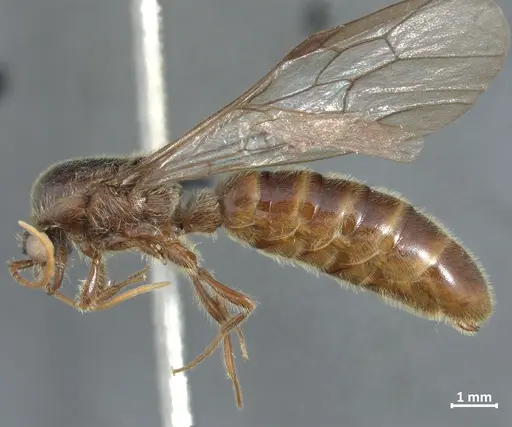Neivamyrmex klugii specimen DZUP549829 image dzup549829_3