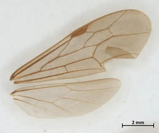 Neivamyrmex klugii specimen DZUP549829 image dzup549829_4