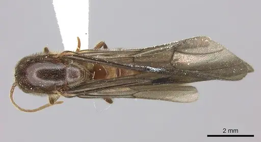 Neivamyrmex klugii specimen INBIOCRI001275311 image inbiocri001275311_1
