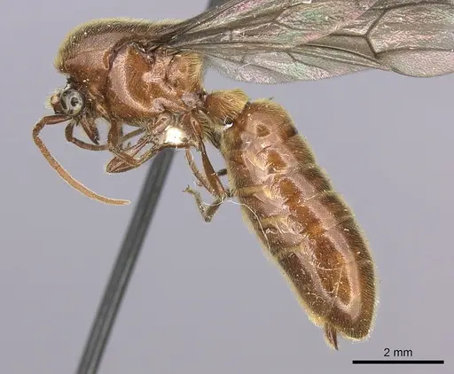 Neivamyrmex klugii specimen INBIOCRI001275311 image inbiocri001275311_3