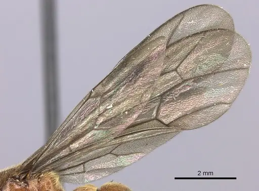 Neivamyrmex klugii specimen INBIOCRI001275311 image inbiocri001275311_4