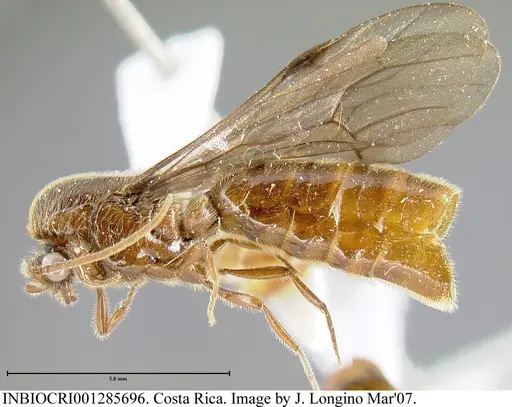 Neivamyrmex klugii specimen INBIOCRI001285696 image inbiocri001285696_2