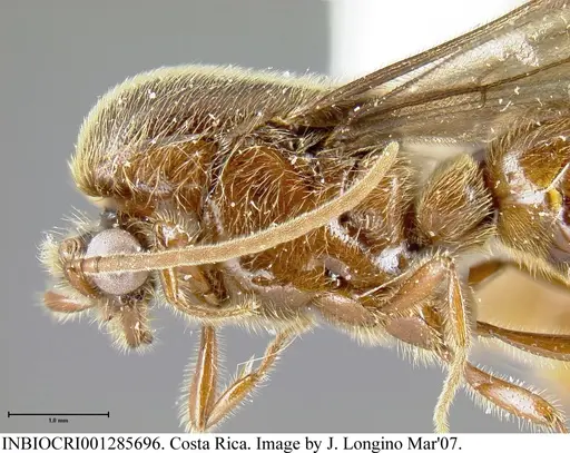 Neivamyrmex klugii specimen INBIOCRI001285696 image inbiocri001285696_3