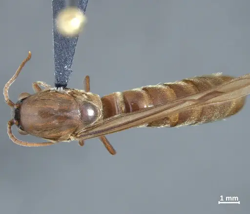 Neivamyrmex latiscapus specimen DZUP549826 image dzup549826_1