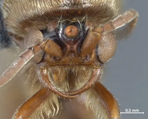 Neivamyrmex latiscapus specimen DZUP549826 image dzup549826_2