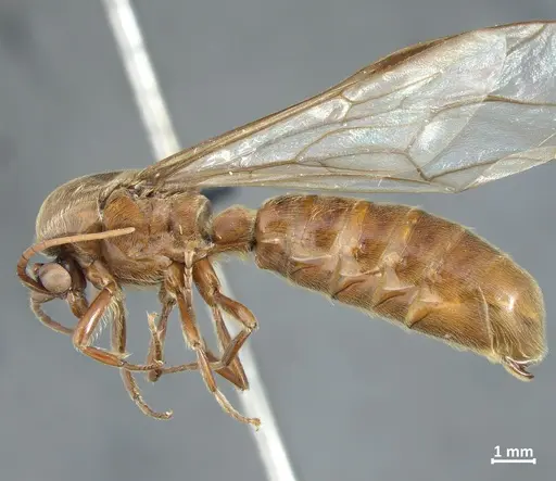 Neivamyrmex latiscapus specimen DZUP549826 image dzup549826_3