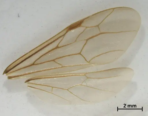 Neivamyrmex latiscapus specimen DZUP549826 image dzup549826_4