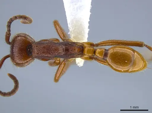 Neivamyrmex legionis specimen CASENT0644312 image casent0644312_1