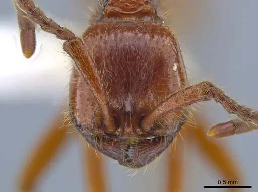 Neivamyrmex legionis specimen CASENT0644312 image casent0644312_2