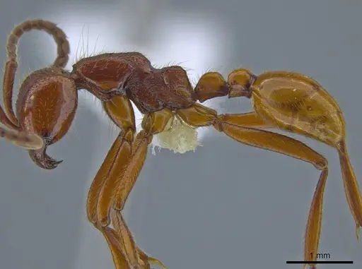 Neivamyrmex legionis specimen CASENT0644312 image casent0644312_3