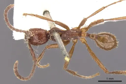 Neivamyrmex legionis specimen CASENT0902653 image casent0902653_1