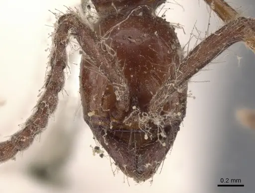 Neivamyrmex legionis specimen CASENT0902653 image casent0902653_2