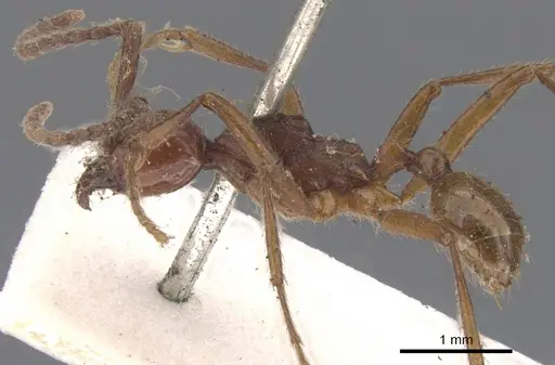 Neivamyrmex legionis specimen CASENT0902653 image casent0902653_3