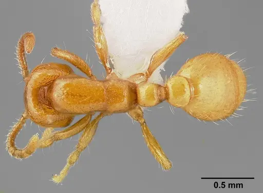 Neivamyrmex leonardi specimen CASENT0005327 image casent0005327_1