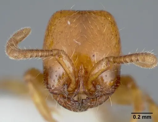 Neivamyrmex leonardi specimen CASENT0005327 image casent0005327_2