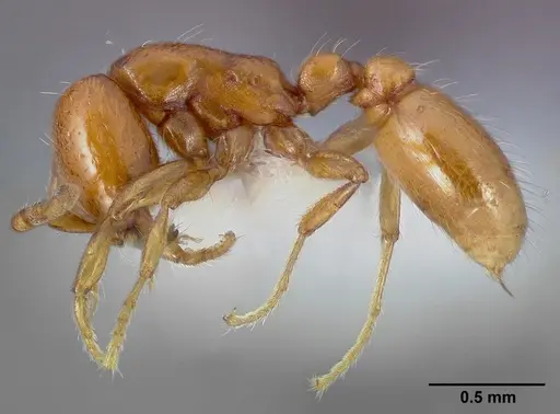Neivamyrmex leonardi specimen CASENT0005327 image casent0005327_3