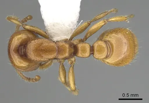 Neivamyrmex leonardi specimen CASENT0249489 image casent0249489_1