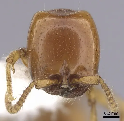 Neivamyrmex leonardi specimen CASENT0249489 image casent0249489_2