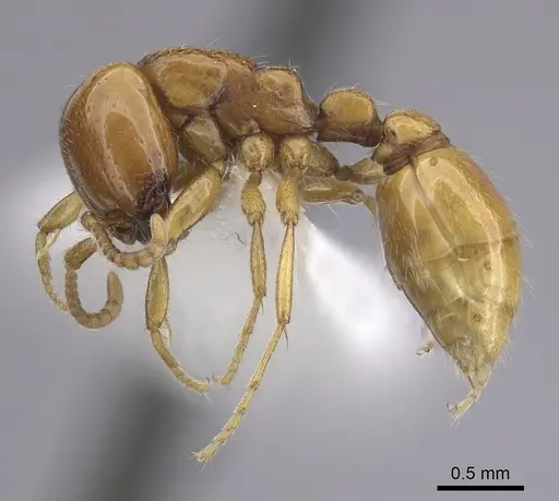 Neivamyrmex leonardi specimen CASENT0249489 image casent0249489_3