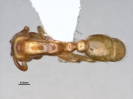 Neivamyrmex leonardi specimen CASENT0883399 image casent0883399_1
