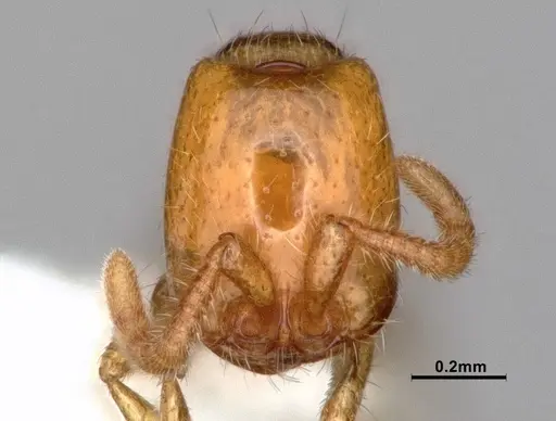 Neivamyrmex leonardi specimen CASENT0883399 image casent0883399_2