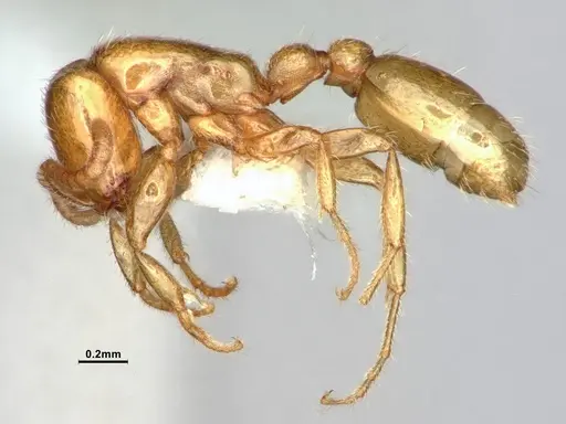 Neivamyrmex leonardi specimen CASENT0883399 image casent0883399_3